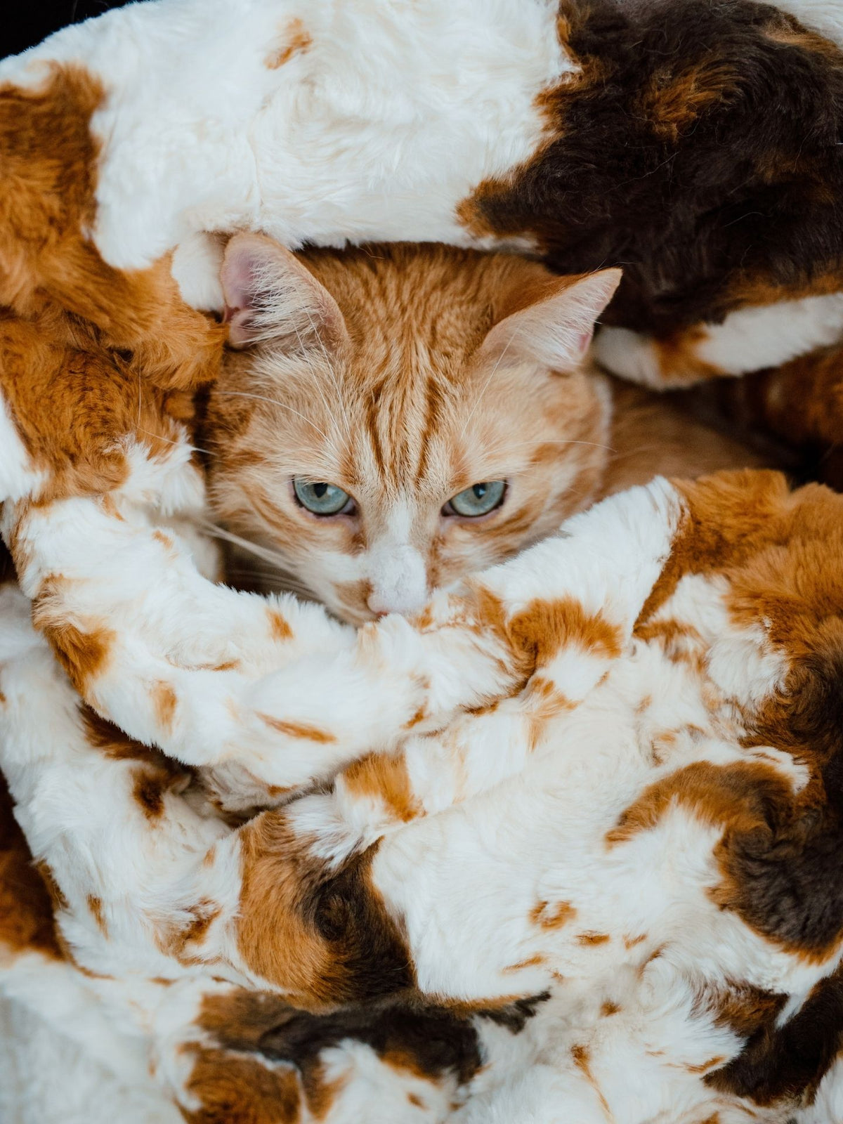 The Furever Blanket (30" x 40")