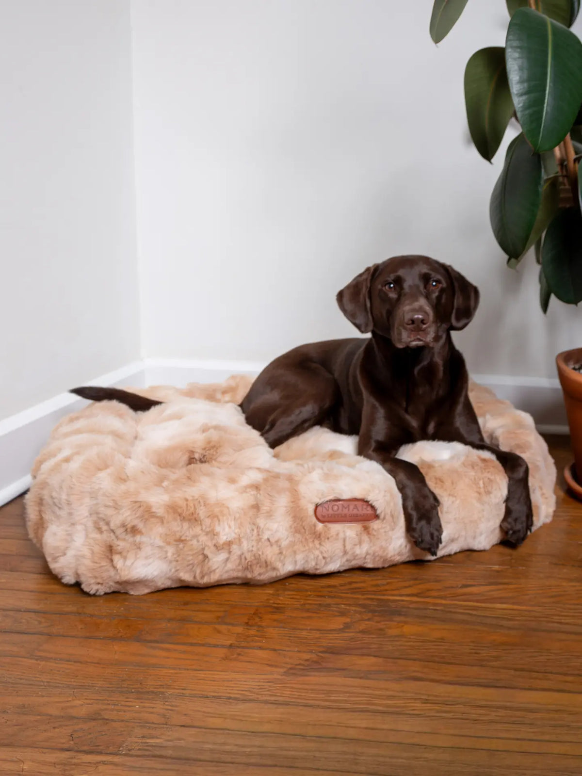 The Furever Companion Adult Blanket & Pet Bed