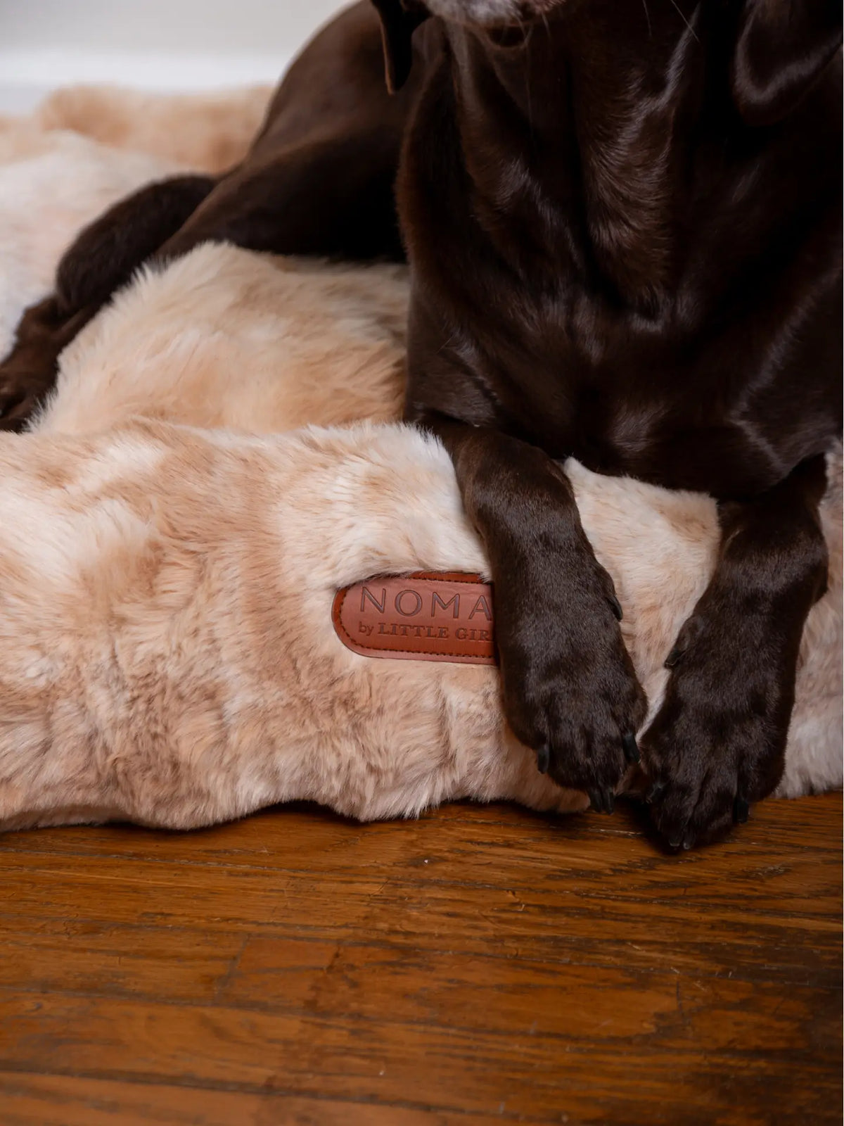 The Furever Companion Adult Blanket & Pet Bed